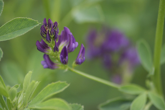 alfalfa